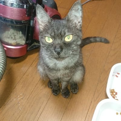 mikanhian's profile picture