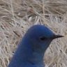 Profilbild von bluebird49