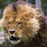 León profil fotoğrafı