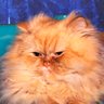 iuris_prikolis profil fotoğrafı