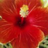 puanani31's profile picture