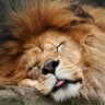 El Leรณn ๐ฆ's profile picture