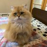 吉田 典子's profile picture