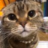 Фото профиля にゃるぞー