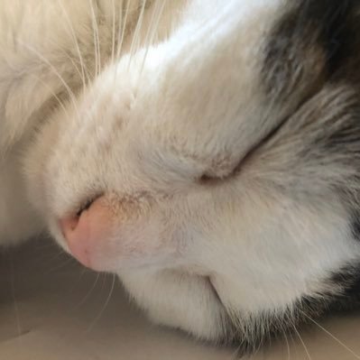 fuku_nyan17's profile picture