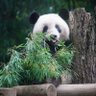 PANDA LOVE♥️ profil fotoğrafı