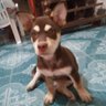 SasiPop 的头像