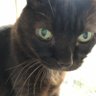ねこたろう 的头像