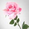 Фото профиля Sarah Pink