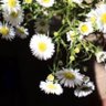 Rh🕊 profil fotoğrafı
