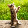 Фото профиля 猫パンチ