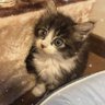 アメリ 的头像