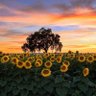 SunFlow profil fotoğrafı