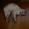 でぶ~ンX4 的头像