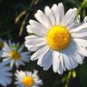 Shallon profil fotoğrafı