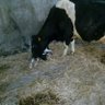 Seán Ronan's profile picture
