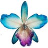 Orquidea Azul's profile picture