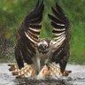 Eagle claw555's profile picture