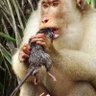 Decentralized Chimp 的头像