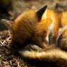Profilbild von DefaultUsername🦊