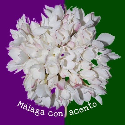 Malagaconacento's profile picture