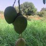Фото профиля ؏ــــــــــــصــــام عريشي