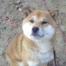 タカイヌ's profile picture