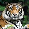 Profilbild von Abhishek Jaiswal