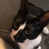 Yoshi's profile picture