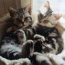 Kiki & Happy (RIP 🐾🌈💔) 的头像