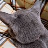 nyanko3(=∵=) 的头像