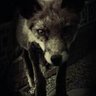 The Fox 👤 的头像