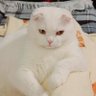 Нечепорук's profile picture