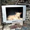 动物世界爱好者 profil fotoğrafı