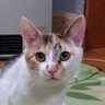 おみこ にゃん profil fotoğrafı