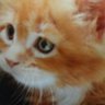 Profilbild von あかりぼん