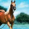 اميرالشرق's profile picture