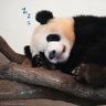 🐼くろにゃん🐼 profil fotoğrafı
