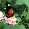 SusieQ profil fotoğrafı