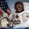 Space Monkey profil fotoğrafı