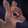 Profilbild von dik-dik 🦄
