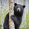 TenBear's profile picture
