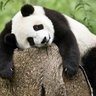 panda profil fotoğrafı