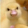 Rodrigo C)'s profile picture