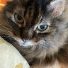 Фото профиля にゃんず