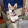 柴犬らいと(巨柴)&夜盲 章's profile picture