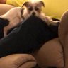 A of Oxford 🍸🎼🇺🇸✡️🐕 profil fotoğrafı