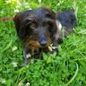 Tettschlag profil fotoğrafı