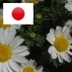yoko nishimura's profile picture