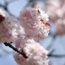 Фото профиля ももっち